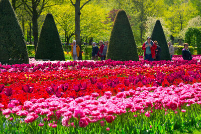 Colorful tulips in the keukenhof park, netherlands. flower bed of colourful tulips in spring. 