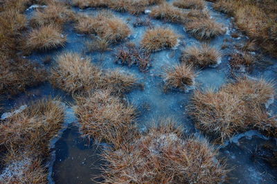 High angle view of plants in water