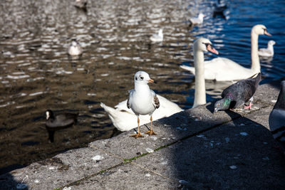 Seagulls on a lake