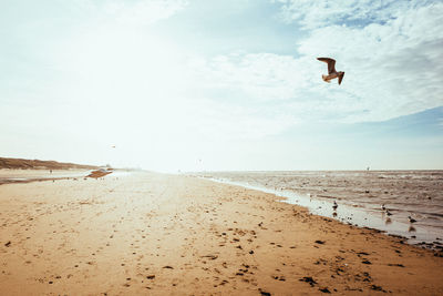 Bird flying over beach against sky