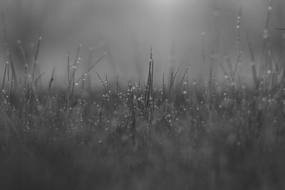 Close-up of wet grass