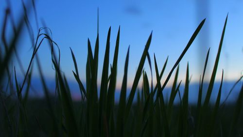 Close-up of plants growing on field