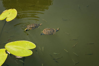 High angle view of turtles and fish swimming in pond