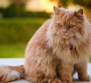 Close-up of cat
