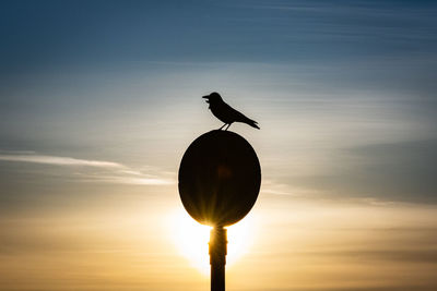 Silhouette bird perching on a street light