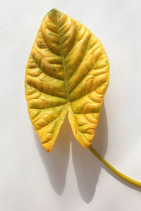 High angle view of leaf on table