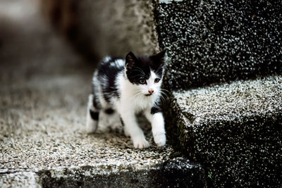 Portrait of black cat