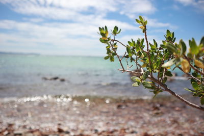 Close-up of plant on beach against sky