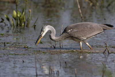 Side view of a bird in water