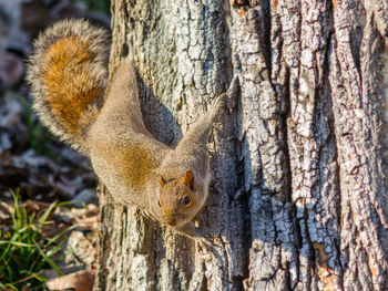 Close-up of a squirrel