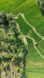 High angle view of agricultural field