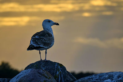 Seagull perching on rock