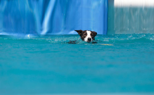 Portrait of dog swimming in pool