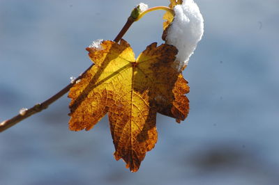 Close-up of snow covered plant during autumn