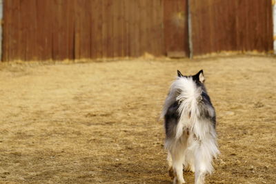 Close-up of dog on field