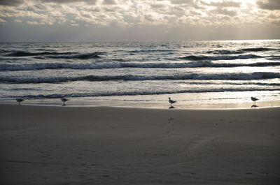 View of seagulls on beach