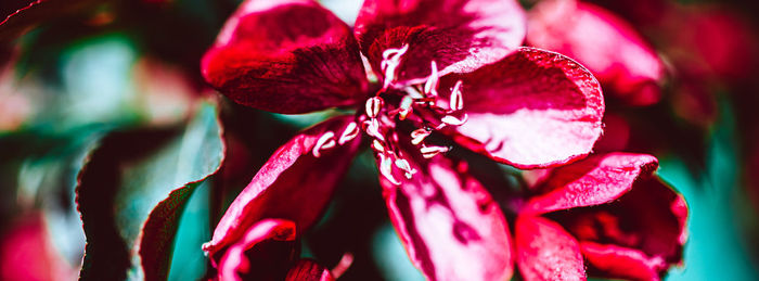 Close-up of pink rose flower