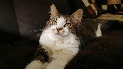 Close-up portrait of cat