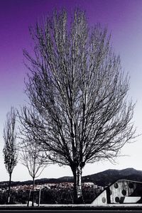 Tree against sky during sunset