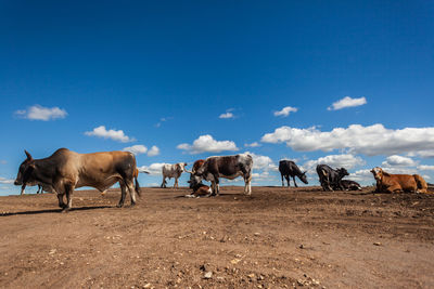 Horses on field against blue sky