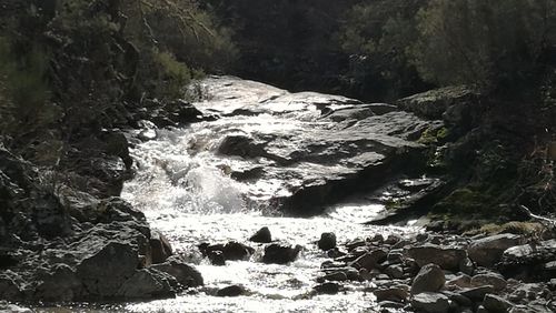 Scenic view of waterfall in forest