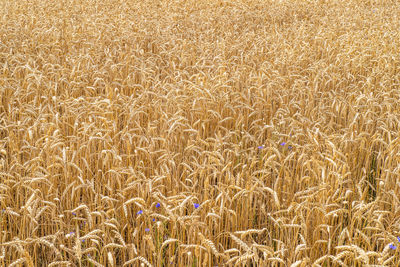 Agricultural field of golden wheat. ripening ears of meadow wheat field.