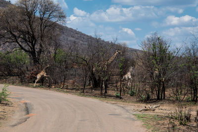 Road amidst trees and plants against sky
