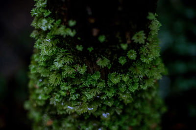 Close-up of plant