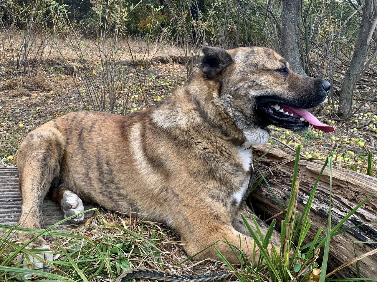 DOG LOOKING AWAY