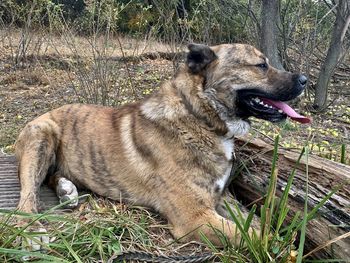 View of a dog looking away