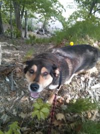 Close-up portrait of dog on tree