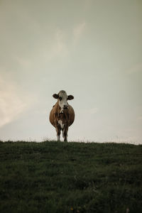 Portrait of goat standing on grassy field