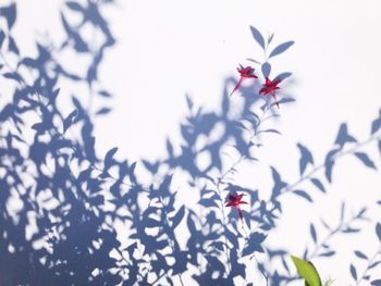 Close-up of ladybug on red flowers