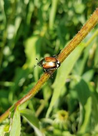 Close-up of insect on plant