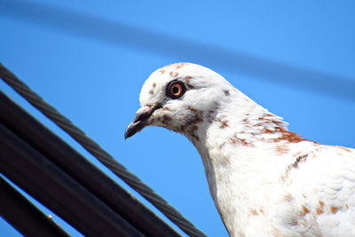 Close-up of pigeon against clear blue sky