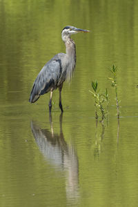 Blue heron stands still by the reeds.