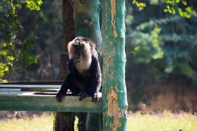Monkey sitting on tree trunk