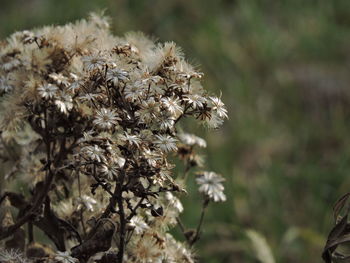 Close-up of wilted plant on field