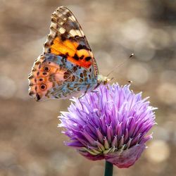 Close-up of butterfly pollinating on purple flower