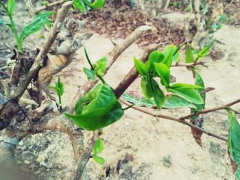 Close-up high angle view of plant