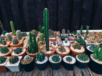 Cactus on wooden background, cactus in pot background