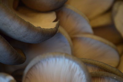 Close-up of mushrooms