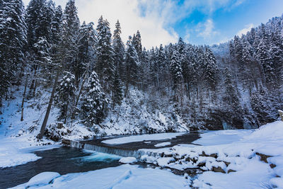 Snow covered trees against sky