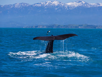 Whale swimming in sea