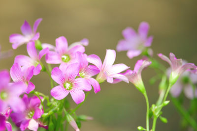 Close-up of pink flowering plants