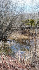 Scenic view of lake against bare trees