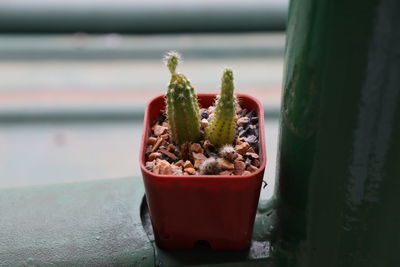 Close-up of potted plant on table