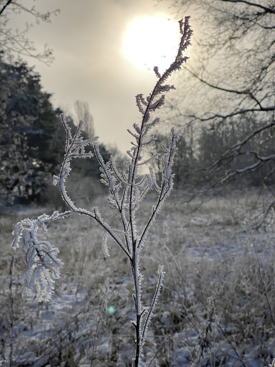 CLOSE-UP OF BARE TREE IN SNOW