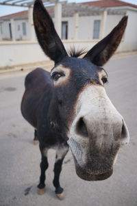 Close-up portrait of horse