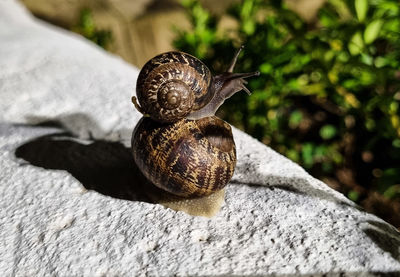 snail